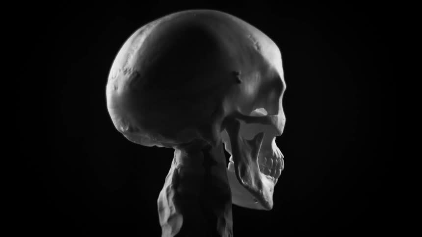 A model of a human skull is rotating