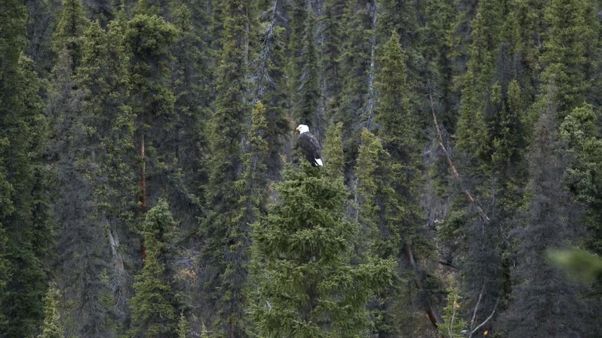 A bald eagle sits atop a tree