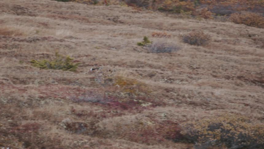 A fox runs down a hill