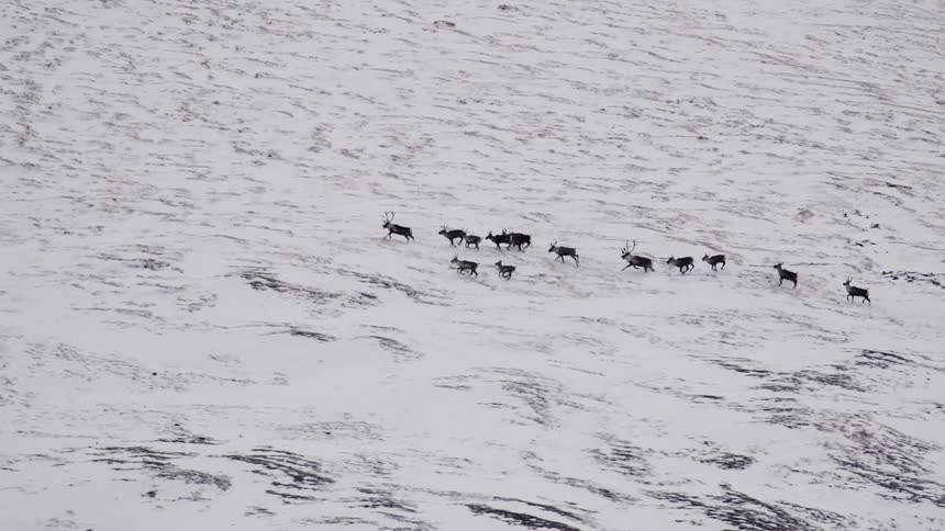 A pack of animals move over a snow covered field