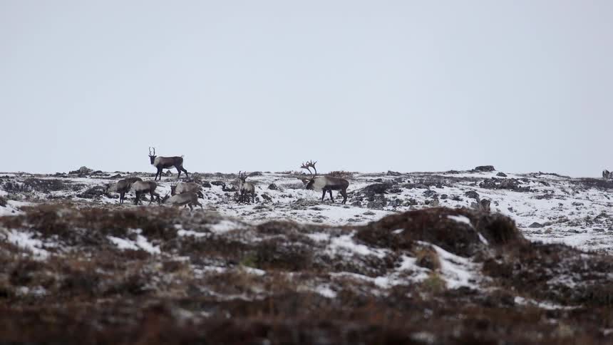 A herd of elk walk over a snowy ground