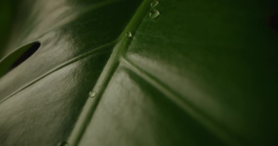 Verdant green leaf reflects light as water flows along center stem leaving water drops behind