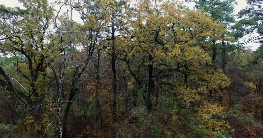 Aerial view of a forest with yellow leaves