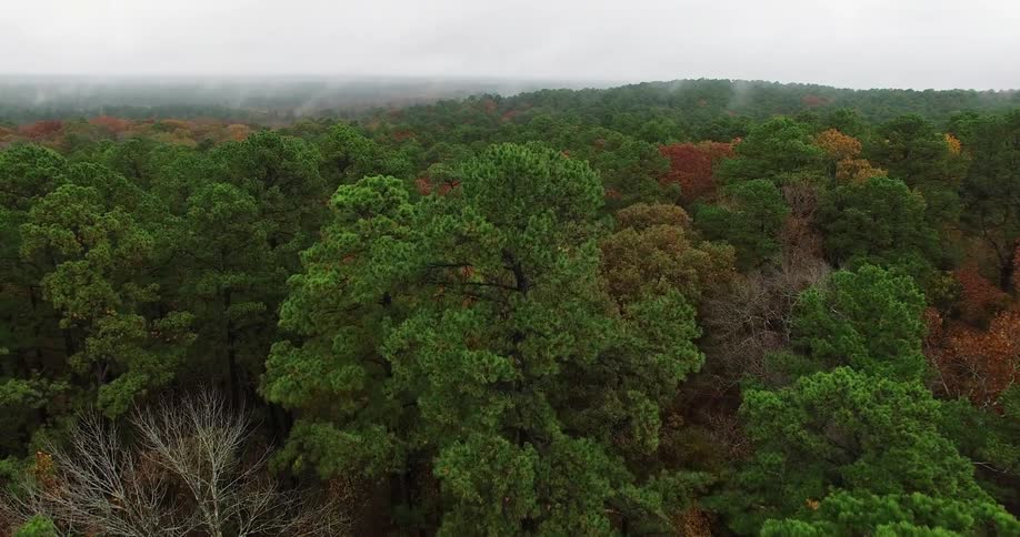 A green forest with spots of orange