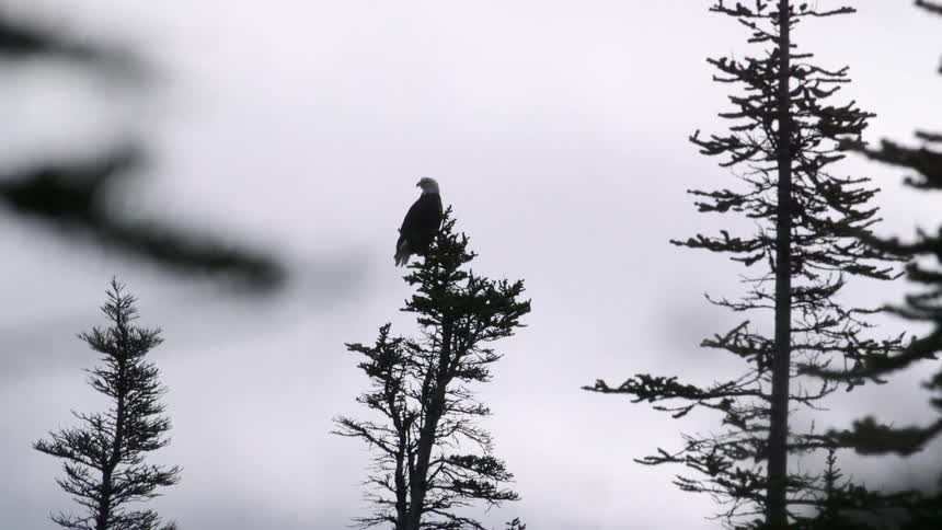 An eagle is perched on a tree