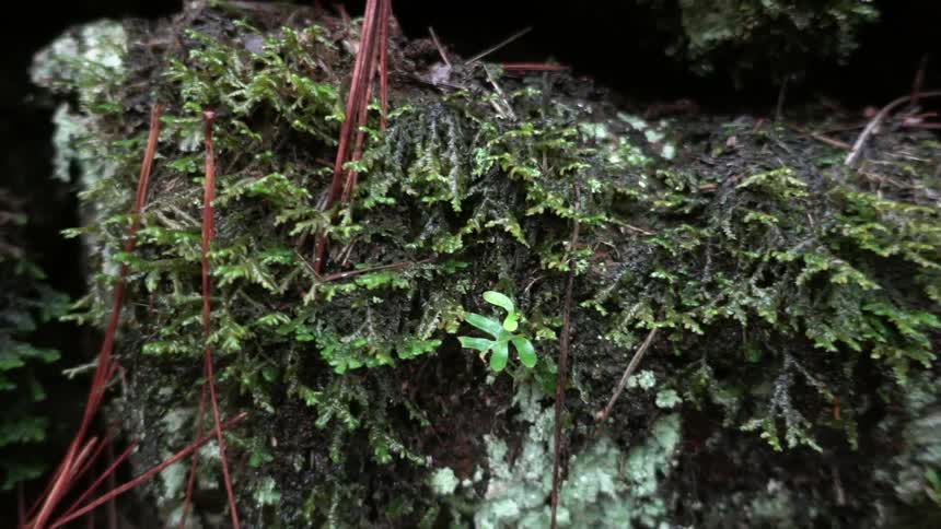 A plant covered rock