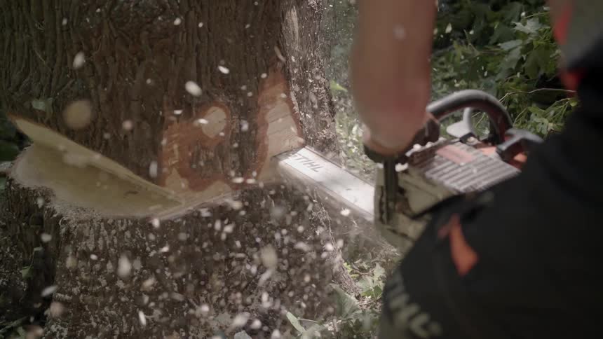 A person cuts down a tree with a chainsaw
