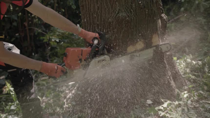 A man is cutting a tree with a chainsaw