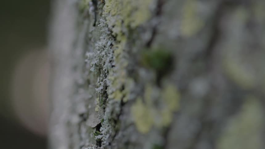 Close up of moss on tree bark