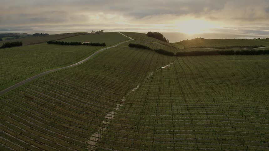A landscape with a vineyard with trees the sky and clouds in the background