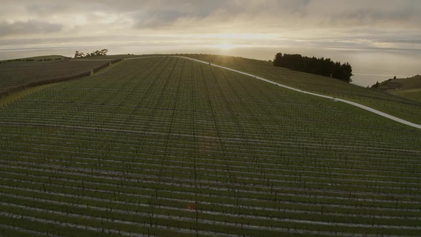 Crops grow in organized rows in a vast field