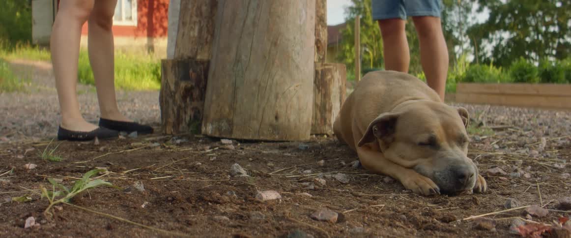 A dog laying on the ground by the feet of two people