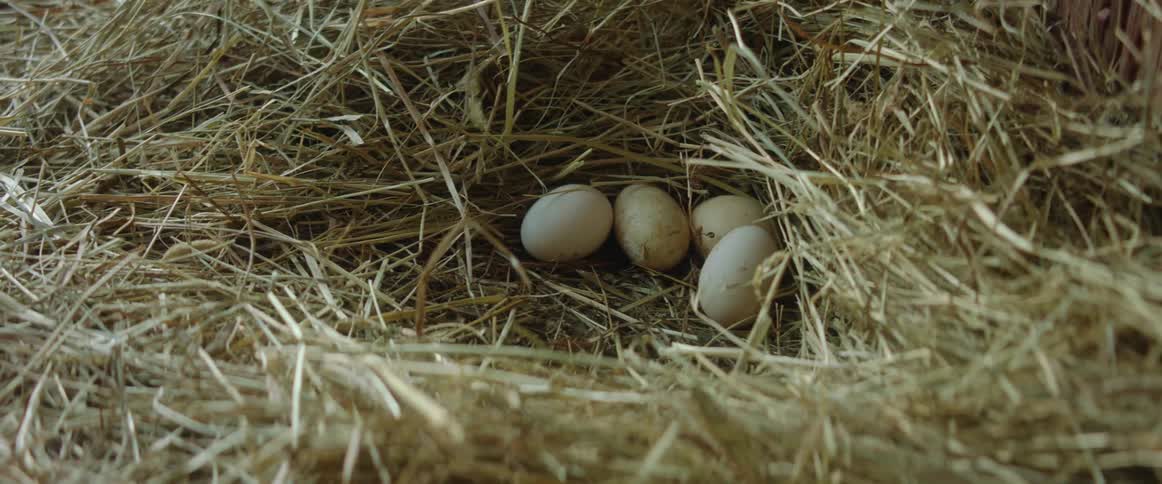 A hand reaches into a nest to gather the eggs