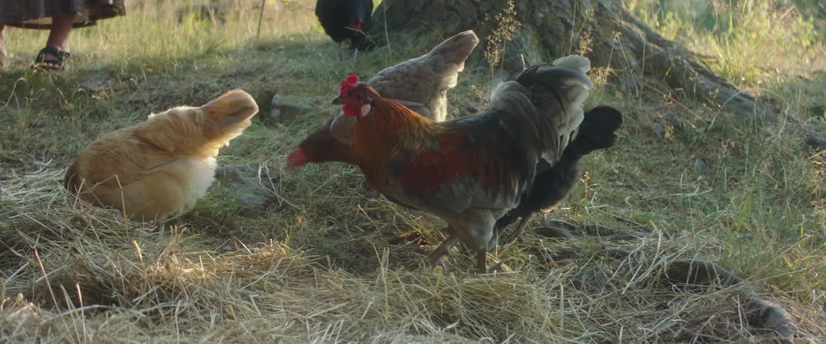 Chickens eating food