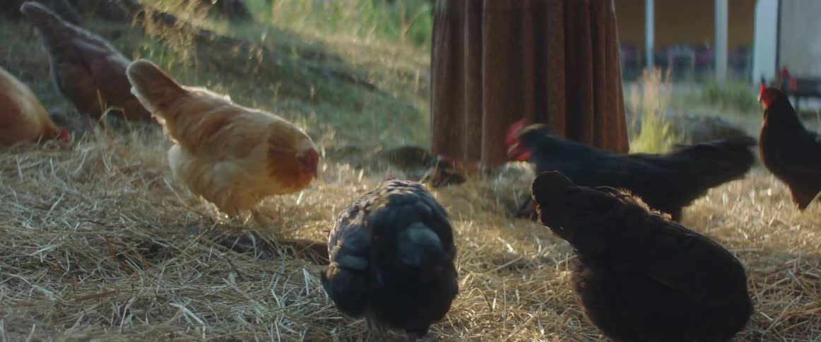 A woman is sprinkling food for the chickens
