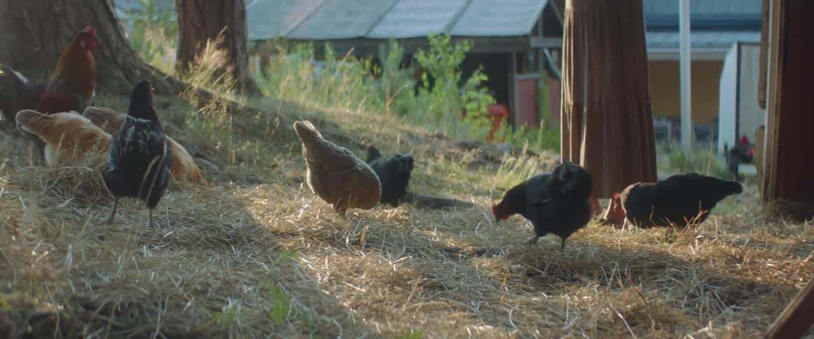 A woman stands just outside a barn throwing food down for chickens