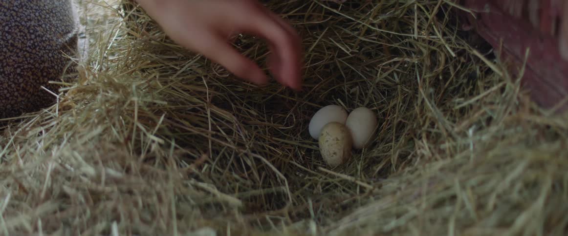 A person collects eggs from a straw nest