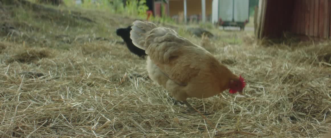 Two chickens pecking at straw on the ground