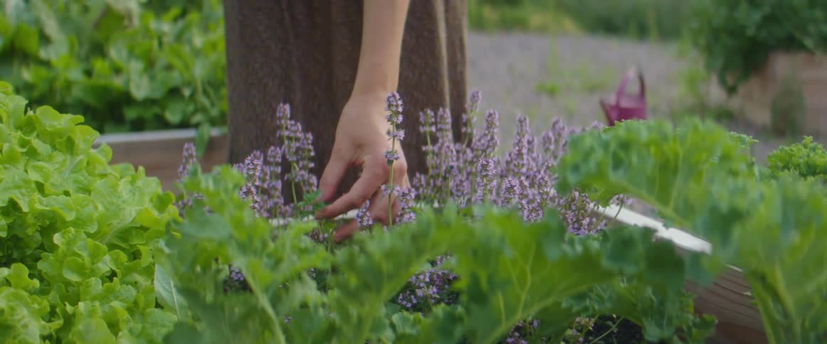 A woman is picking flowers from her garden