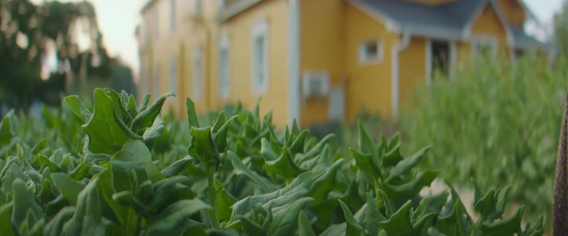 A person picking a plant