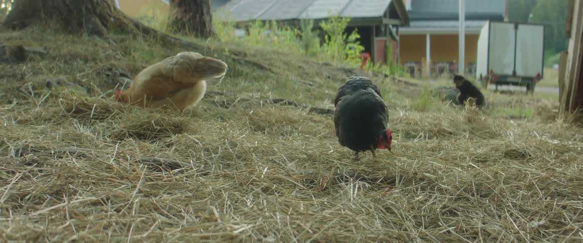 Chickens move around on the grass on a farm as a vehicle and building sit in the distance