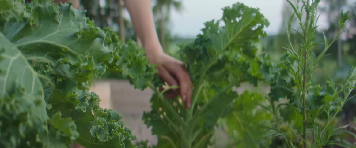 Leaf lettuce is being picked in the garden