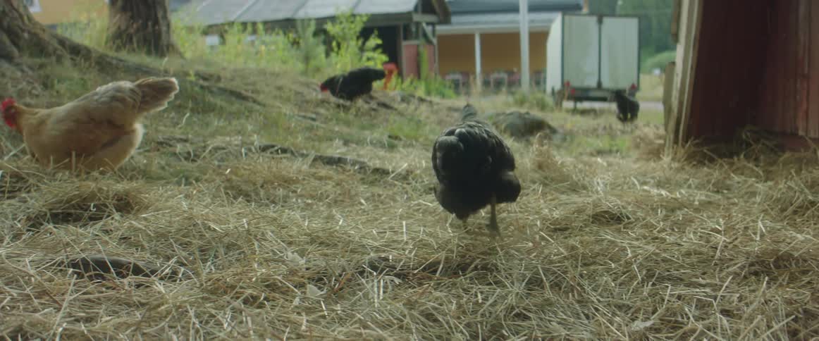 Chicken struts through hay past another chicken before running toward another hen across farm yard with buildings and trailer in the background