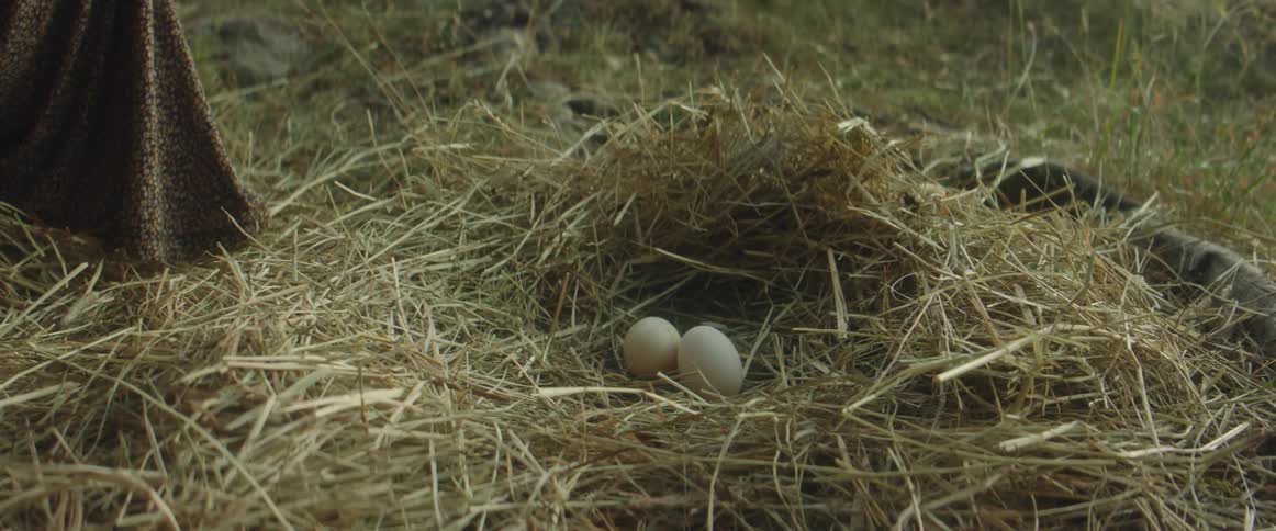 A woman collects eggs from a nest made of hay