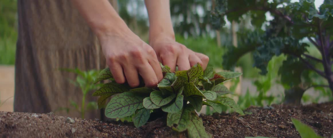 A woman picks the leaf of of a plant outside