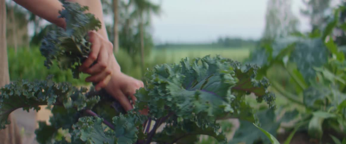 A person picks greens from the garden
