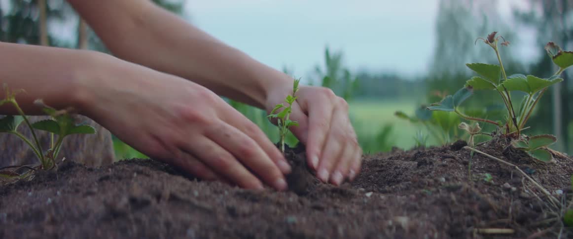 A person is planting in their garden during the day