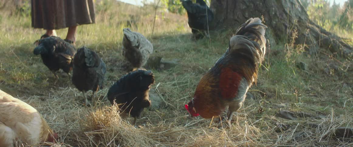 Chickens eating food