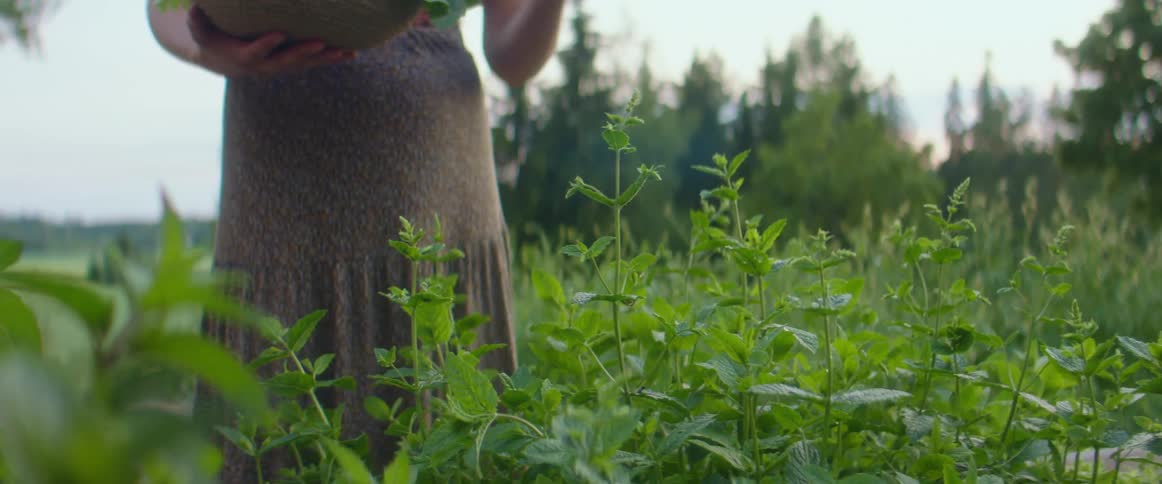 A woman gathers leaves from a row of plants and places them in a basket