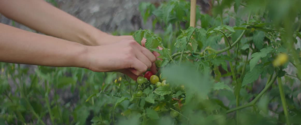 Person picking tomato