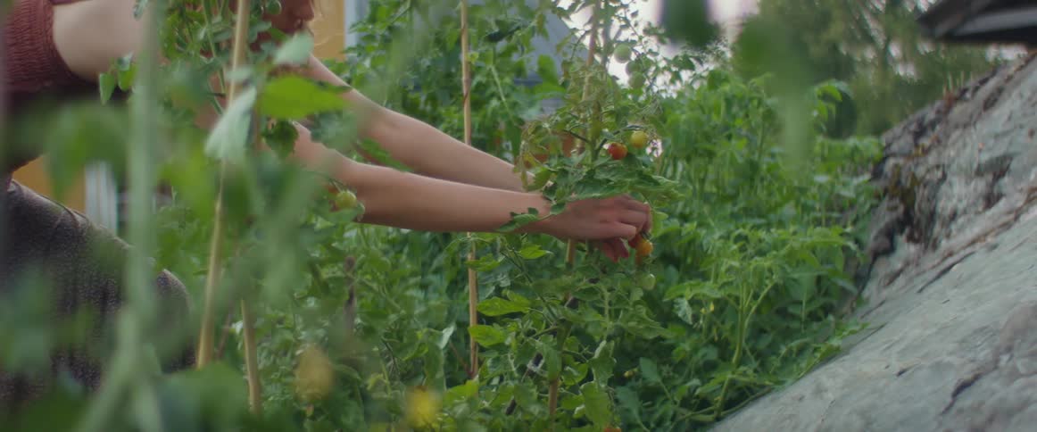A woman picks tomatoes from her backyard garden