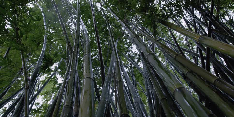 A bamboo forest with leaves with the sky and clouds above
