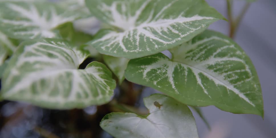 A view of leaves on a tropical plant
