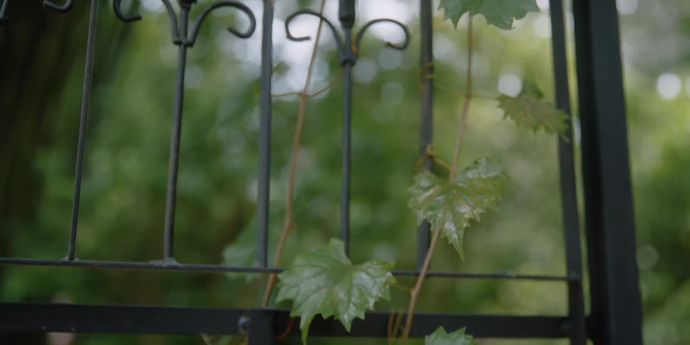 A view of some plants on a trellis