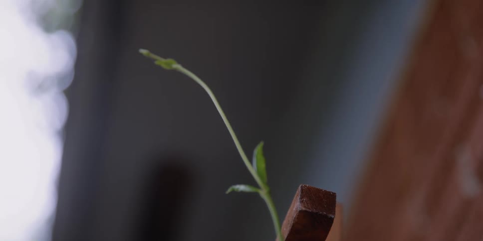 A tall skinny plant stem grows up the side of a lattice outside a house