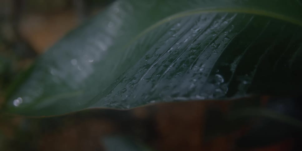 Rain water glistens on green leaves