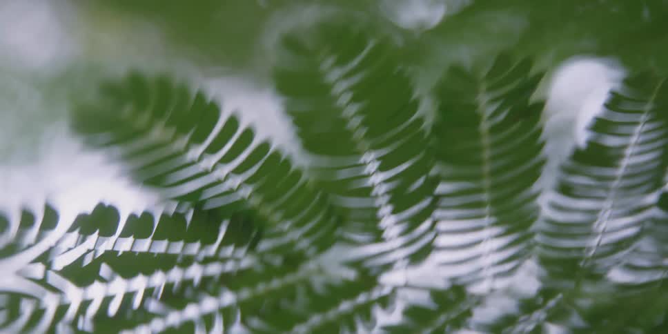 A close up view of some leaves on a tree