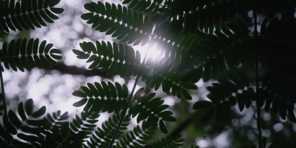 A branch with small leafs on it sways in the wind on a sunny day