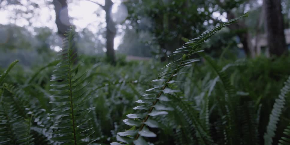 Fern leaves in the forest on a cloudy day