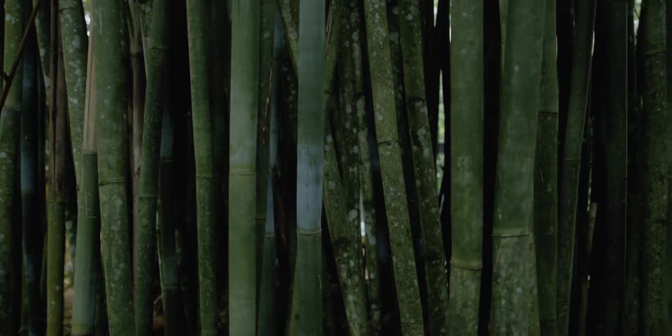 A cluster of bamboo trees