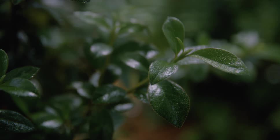 Green leaves on a plant covered with moisture