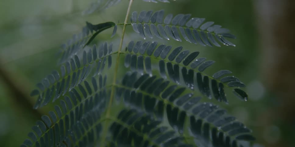 Rain drops glisten on leaves of a branch