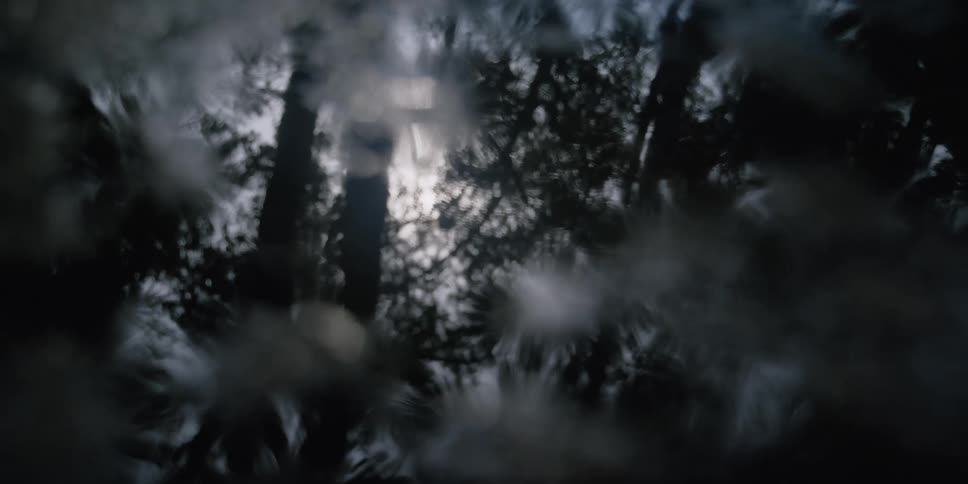Sunlight and silhouette of trees reflected on a puddle of rain water