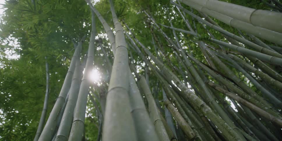 Tall thin trees in a forest during the day