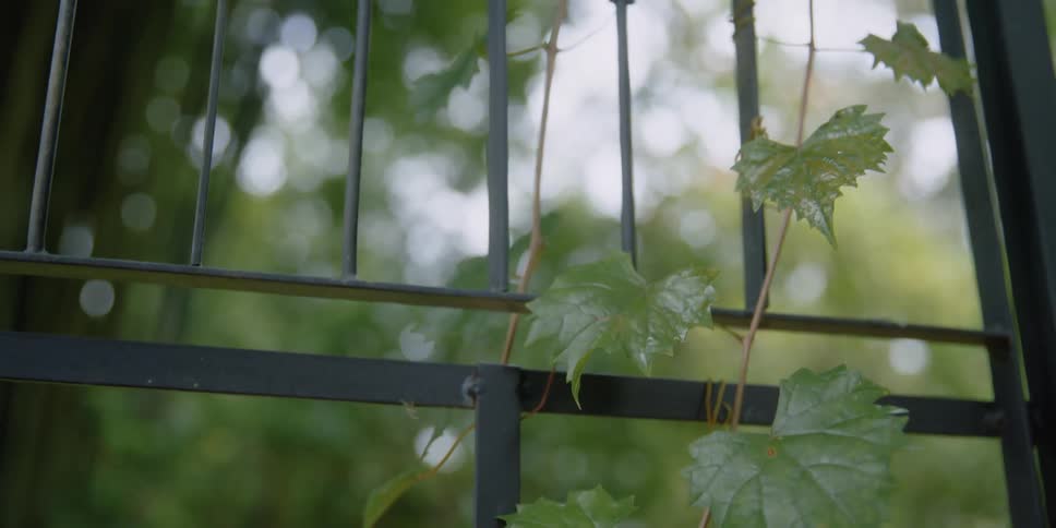 Vines clinging to a fence and the leaves are moving in the breeze
