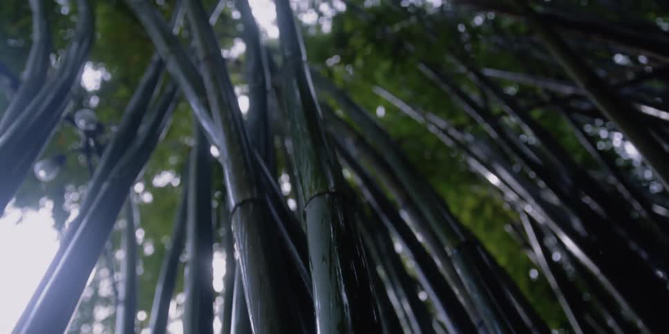 A bamboo forests with leaves with the sky and clouds in the background